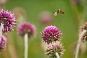 Moth hovering near thistle flower