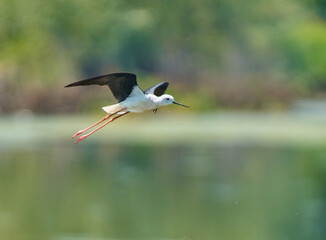 Black winged stilt in flight