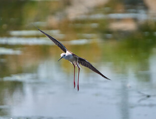 Black winged stilt in flight