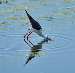 Stilt bird splashing while feeding