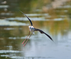 Black winged stilt in flight
