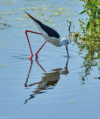 Stilt bird splashing while feeding