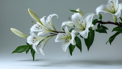 Obraz premium A branch of white terry lily isolated on a light background.