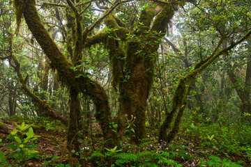 Laurisilva forest in Anaga