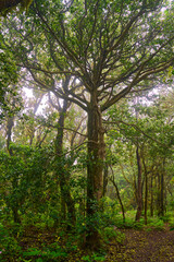 Fototapeta premium Laurisilva forest in Anaga