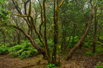 Laurisilva forest in Anaga