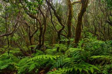 Ferns in subtropical forest floor