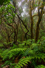 Ferns in subtropical forest floor