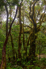 Laurisilva forest in Anaga