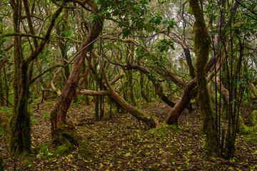 Laurisilva forest in Anaga