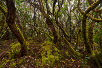 Laurisilva forest in Anaga