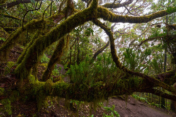 Obraz premium Mossy tree with epiphytes