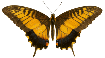 A brown and yellow butterfly displays intricate wing patterns