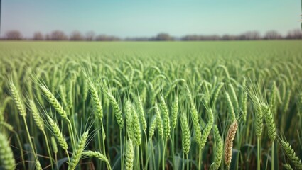 Green wheat sprouts on early spring field, farming wheat green field agribusiness concept, walking in a large wheat field, agriculture young crop lifestyle of green wheat in spring with empty copy ...