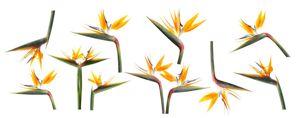 Bird of Paradise tropical flowers on white background, collage