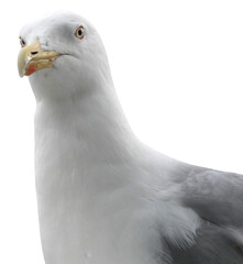 White curious Seagull Looking at Camera Close up Isolated Transparent Background PNG 