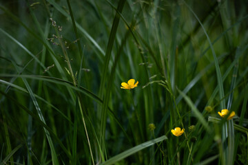 yellow spring flowers