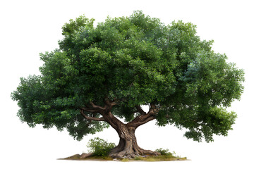 Majestic ancient oak tree with thick gnarled trunk and lush green foliage isolated on transparent background