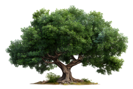 Majestic ancient oak tree with thick gnarled trunk and lush green foliage isolated on transparent background
