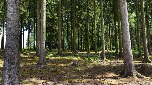 Hurtgenwald, Where The Battle of Hurtgen Forest during World War II in1944 in the vicinity of Aachen. Germany. Aerial video.
