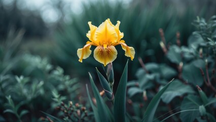 Fototapeta premium A single wild yellow iris flower blooming amidst green plants and foliage, with shallow depth of field and blurred background.