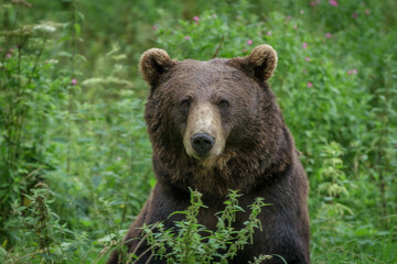 Fototapeta premium brown bear in the forest