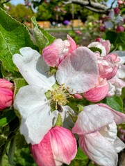 Vertical image of pink and white apple blossom on tree