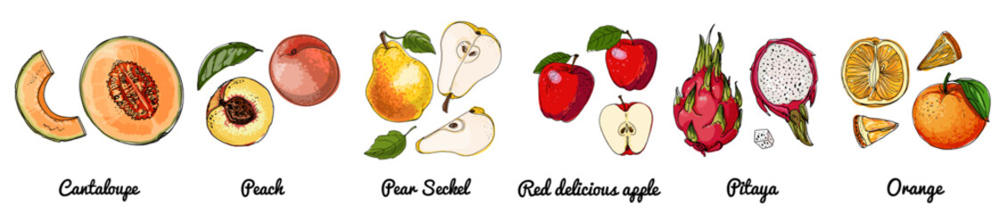 Hand Drawn Vector Set of Fruits – Melon, peach, pear, red apple, dragon fruit, orange