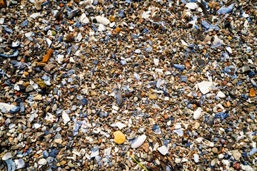 Nahaufnahme eines dichten Teppichs aus Muschelschalen, aufgenommen am Kitzeberger Strand in...
