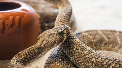 close up of a snake