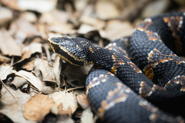 close up of a snake