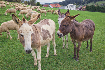 Young brown donkeys gazing with sheep on a meadow in Oberdigisheim, Germany