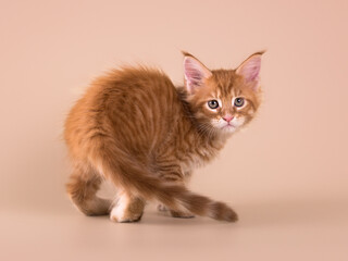 Obraz premium Cute adorable tabby ginger maine coon kitten on beige isolated background