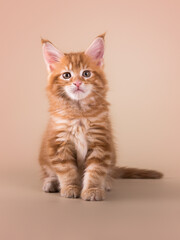 Cute adorable tabby ginger maine coon kitten on beige isolated background