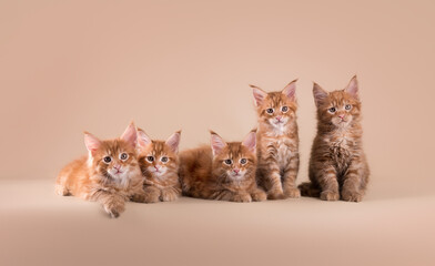 Five maine coon kittens on beige isolated background