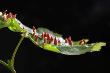 Close up of Eriophyes tiliae on leaves - gall mite that causes the formation of distinctive galls, often referred to as "nail galls" or "bugle galls," on the leaves of lime trees (Tilia species)	
