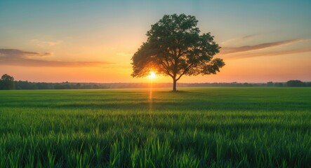Fototapeta premium Beautiful sunrise over green field and single tree in summer morning with empty copy space for text.