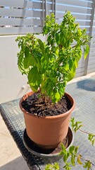 plants in pots, basil