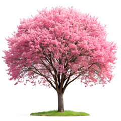 Obraz premium pink cherry tree isolated on white background.PNG Transparent file type with high definition picture quality available.