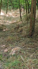 footpath in the woods with a rabbit