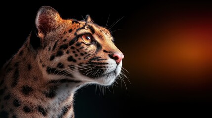 Obraz premium A mesmerizing portrait of a leopard in profile, showcasing its stunning features against a dark backdrop, epitomizing strength, beauty, and the elegance of wildlife.