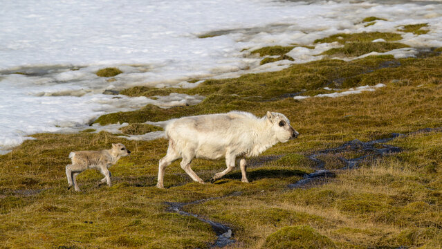Svalbard reindeer (Rangifer tarandus platyrhynchus) with calf