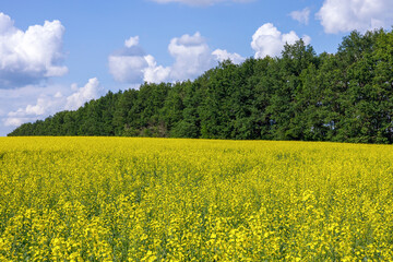 Blooming rapeseed field and forest in Summer day. Clear blue sky. Agriculture, biotechnology, fuel, food industry, alternative energy.