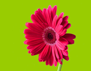 Gerbera Daisy in Pop Art