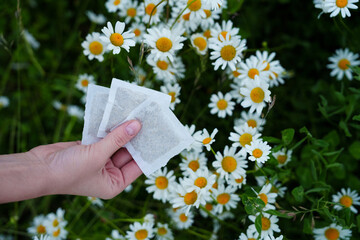 Womans hand holds chamomile tea bags over a flowering field, showcasing the natural origin of this...