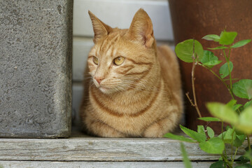 My red cat Jackie is enjoying the sun between two plant pots