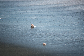 Close-up of seashells scattered on a black sand beach in Bulgaria. The dark sand owes its unique...