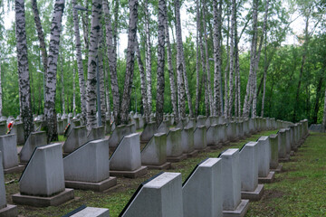old memorial soldier cemetery with tombstones among birches