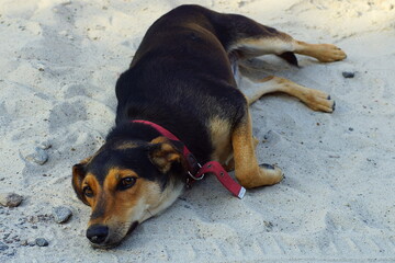 one black with drooping ears friendly with fur beautiful smart kind with red leather collar...