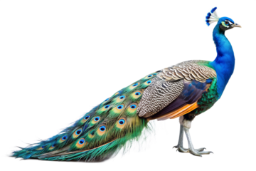 Close up photograph of a full body peacock with iridescent blue neck and green tail feathers isolated on a transparent background